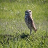 burrowing owl, Rush Ranch